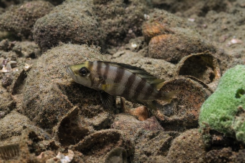 Altolamprologus sp. 'compressiceps shell' Chimba
